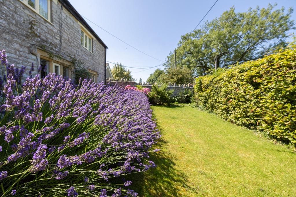 Teapot Lane, Baltonsborough, Glastonbury, Somerset, BA6 - Image 3